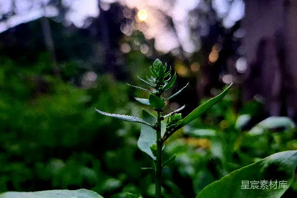 高清摄影 森林中的一株小绿植物
