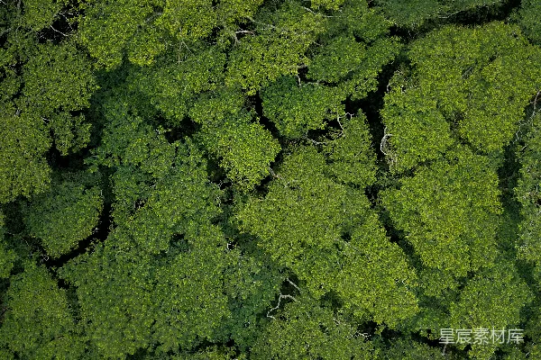 高清摄影 白天树木的 aerial 视角