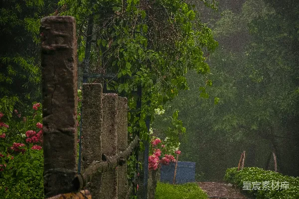 高清摄影 雨林中一条蜿蜒曲折的路径
