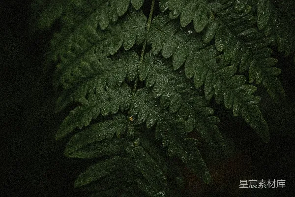 高清摄影 一片蕨类植物叶子的特写镜头，在黑暗中