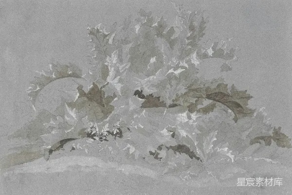 高清摄影 一棵树的画，上面有叶子