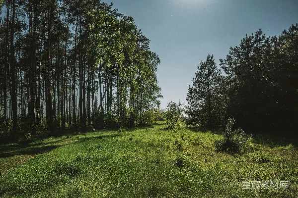 高清摄影 背景中有树木的草地