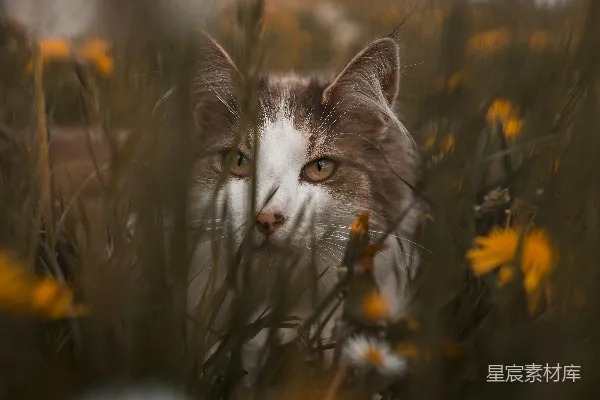 高清摄影 白猫和棕猫在黄色花田中