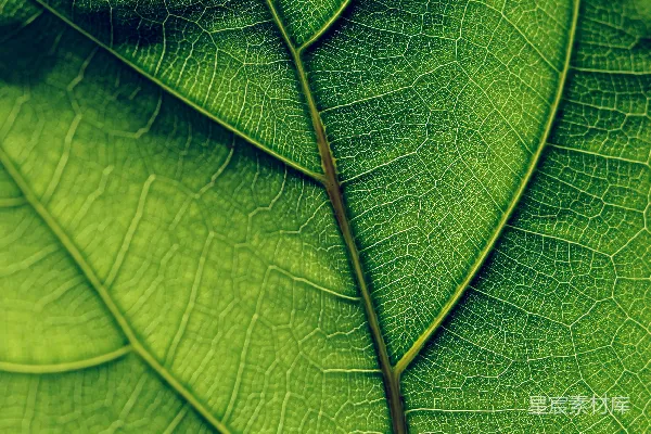 高清摄影 绿色叶子的特写摄影