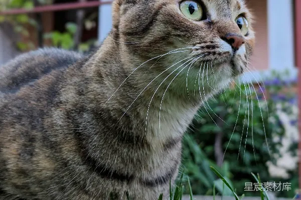 高清摄影 花园中的猫咪