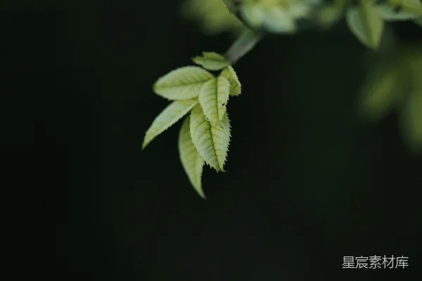 高清摄影 近景中的植物