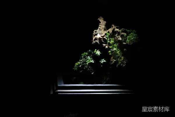 高清摄影 黑暗房间中一株被灯光照射的植物