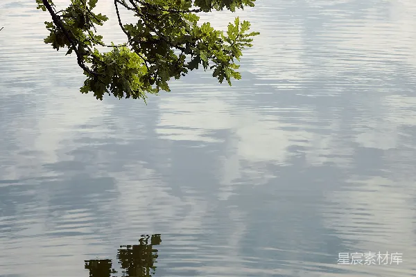 高清摄影 白天树影倒映在水面上