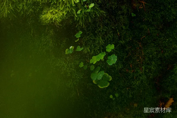 高清摄影 一棵绿植的特写镜头，叶片清晰可见