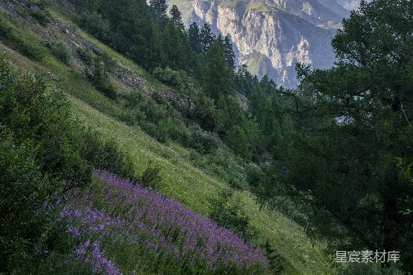 高清摄影 背景中有草地、树木和山峰的区域