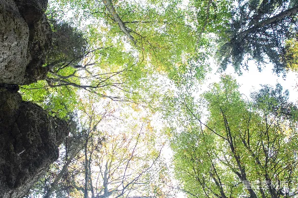 高清摄影 低角度拍摄的高大绿色树木