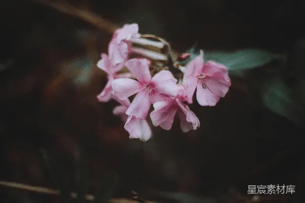 高清摄影 一朵粉红色的花朵特写镜头挂在树枝上