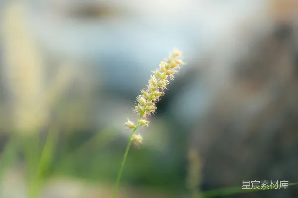 高清摄影 草丛中一张模糊的照片