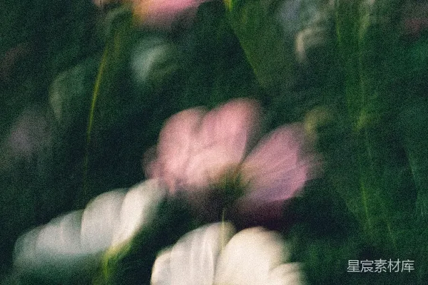 高清摄影 一群粉红色的花朵