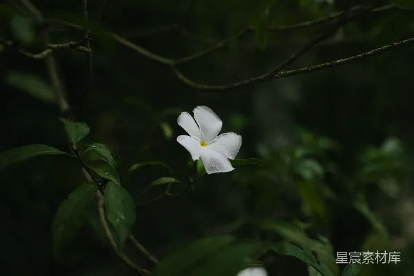 高清摄影 背景中一朵绿色叶子的白色花朵。
