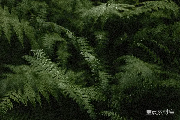 高清摄影 一束绿色植物的特写