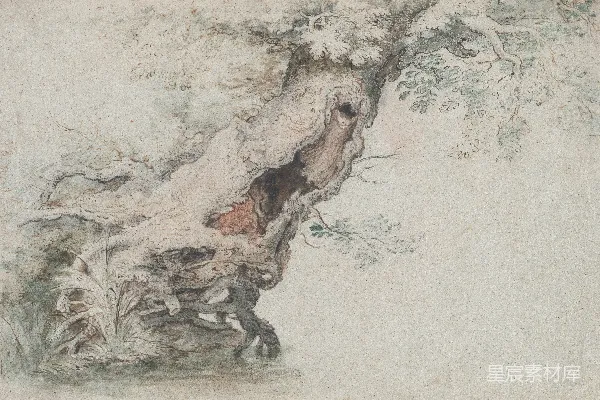 高清摄影 一棵树干上有树叶的画图