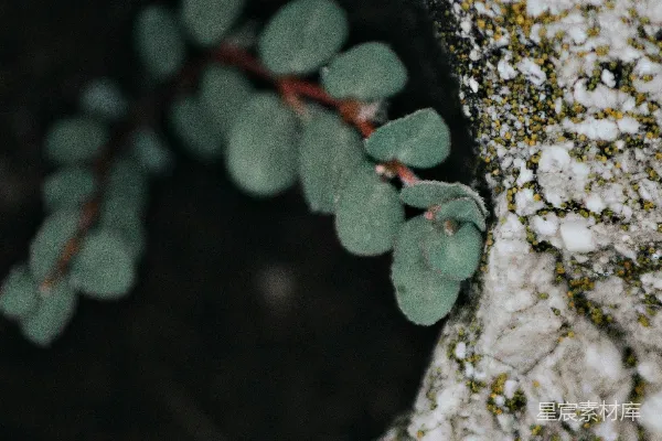 高清摄影 浅景深摄影的绿色叶片植物