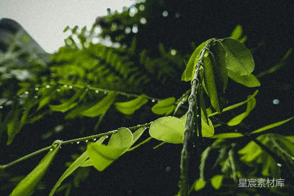 高清摄影 植物的特写镜头