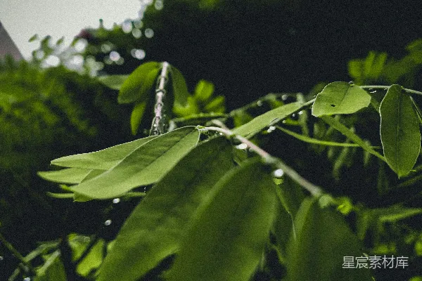 高清摄影 一棵植物的特写 shots