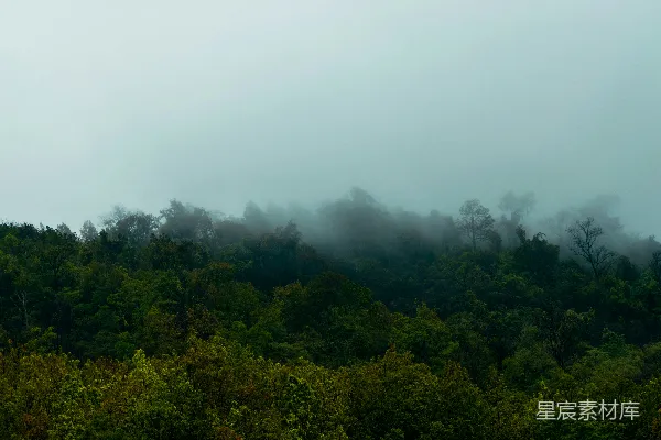 高清摄影 白天绿树下的白云天空