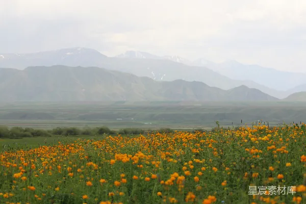 高清摄影 背景是一片黄花丛中的山峦。