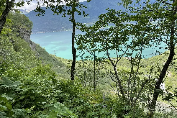 高清摄影 背景有一片树林和一片水域的森林