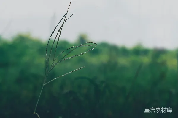 高清摄影 白天绿草 fields