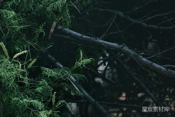 高清摄影 树上坐着的一只熊