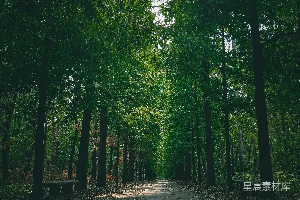 高清摄影 森林中一条泥泞的道路
