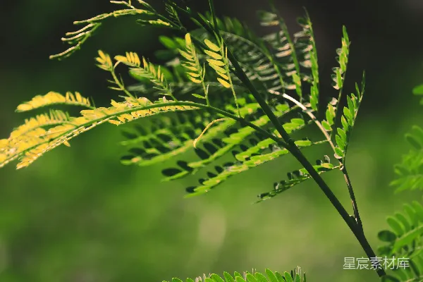 高清摄影 一株植物的特写镜头，叶片为绿色