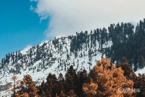高清摄影 雪覆盖的山峰上白天棕色树木的存在