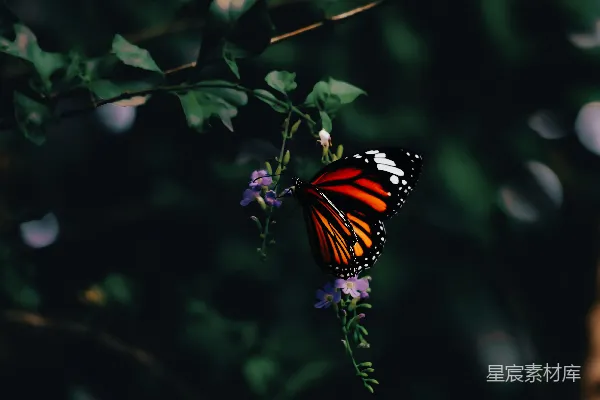 高清摄影 花上的蝴蝶