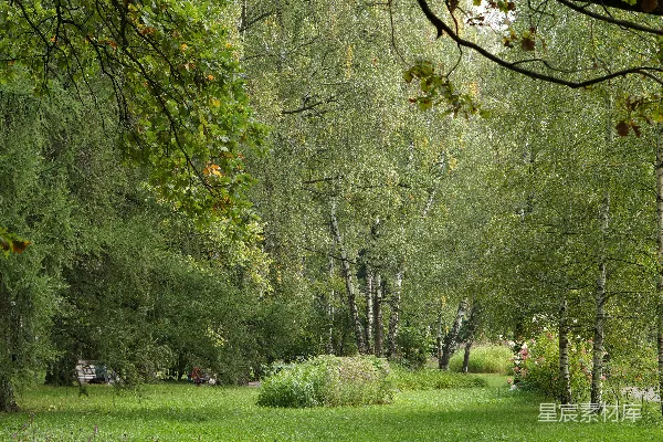高清摄影 一条穿过茂密绿色森林的路径，里面长满了树木。