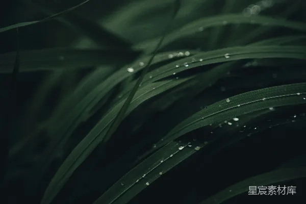 高清摄影 植物上的近景，挂着水珠