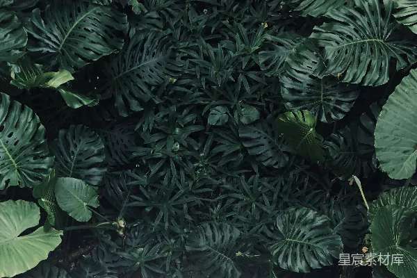 高清摄影 绿叶植物的特写照片