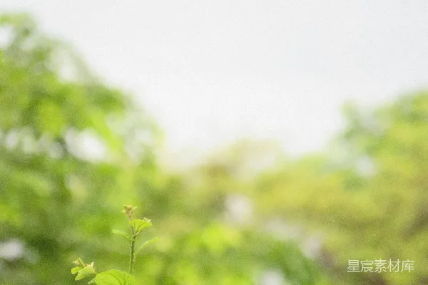 高清摄影 一群绿色植物
