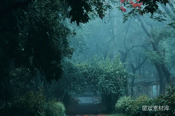 高清摄影 森林中一条湿漉漉的道路