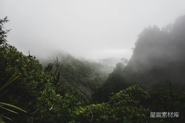 高清摄影 前景中有树木和灌木的雾中森林