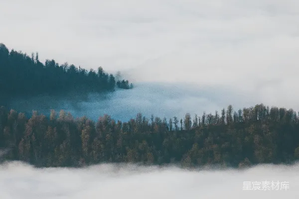 高清摄影 覆盖着白雪的松树
