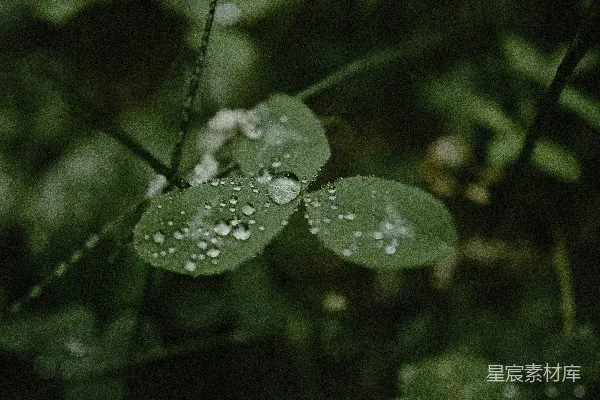 高清摄影 叶片上挂着水珠的特写镜头