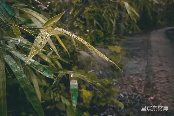 高清摄影 一朵植物的特写镜头