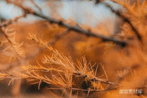 高清摄影 一棵树干的特写镜头，背景模糊。