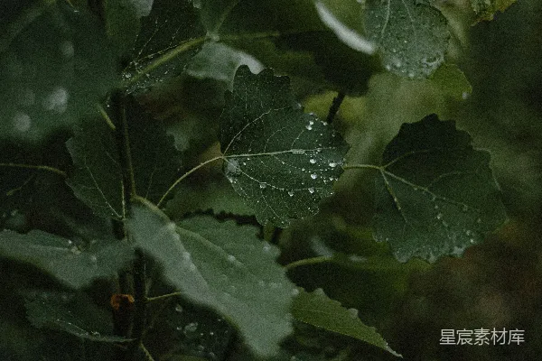 高清摄影 叶片上挂着水珠的特写镜头