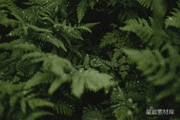 高清摄影 一束布满水珠的绿植
