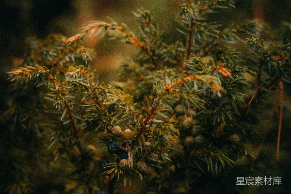 高清摄影 一棵松树的特写镜头，背景模糊。