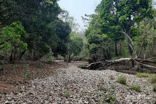 高清摄影 崎岖地带有树木