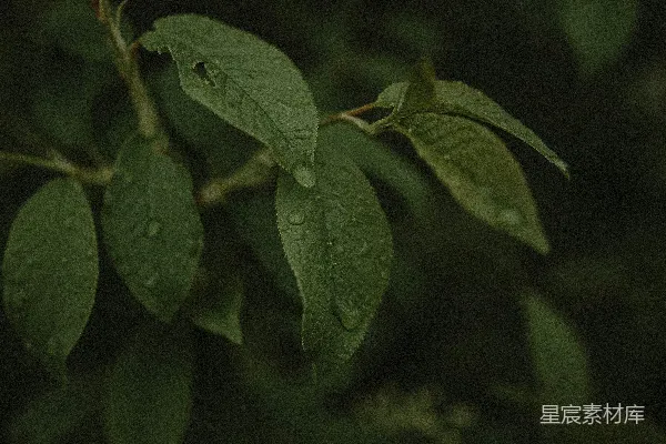 高清摄影 带有水珠的绿色枝叶