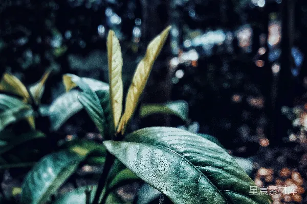 高清摄影 绿叶