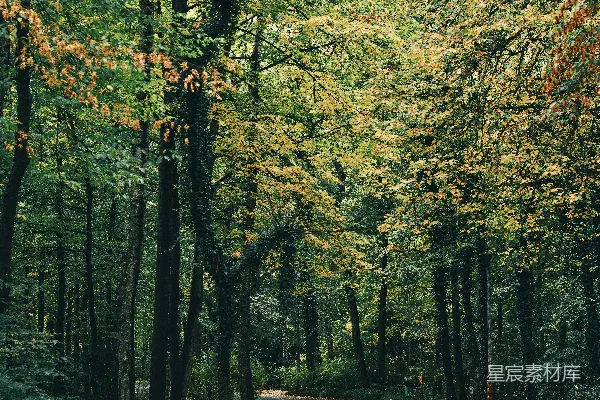 高清摄影 两侧有树的道路